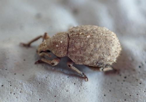 Réf. 220 897 : Romualdius angustisetulus